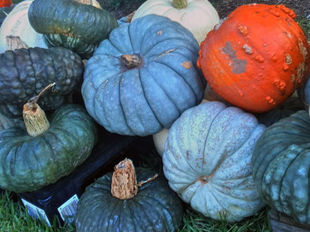 How to grow pumpkin from seed