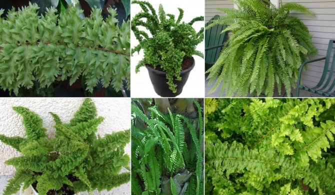 how to grow a fern at home