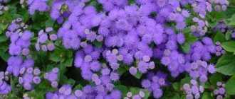 How to grow ageratum from seeds - fluffy charm in the garden