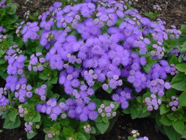 How to grow ageratum from seeds - fluffy charm in the garden