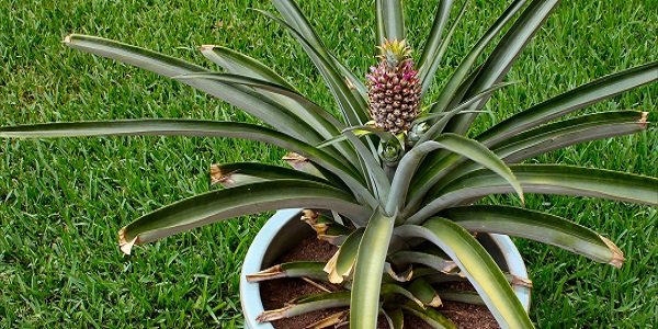 How to grow pineapple 5