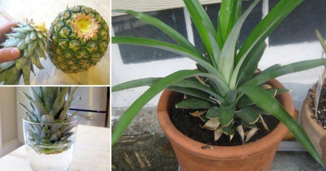 how to grow pineapple at home from the top