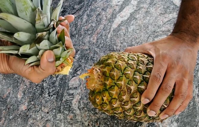 Comment faire pousser de l'ananas par le haut à la maison photo et vidéo