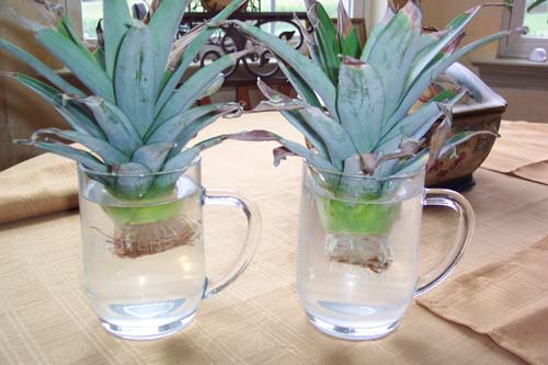 how to grow pineapple in a pot