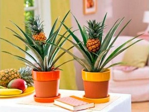 Cum să crești ananasul