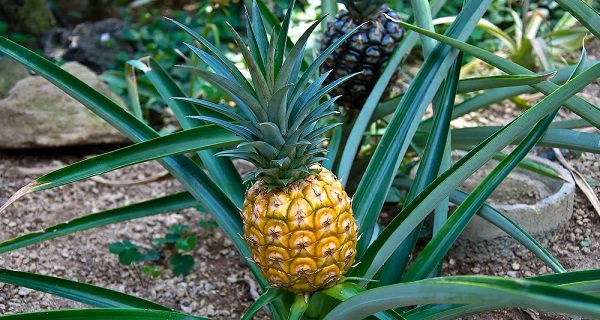 cum să crească ananasul