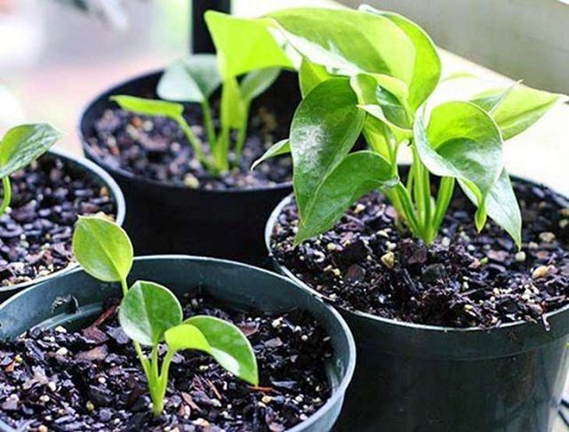 كيف ينمو أنثوريوم من البذور في المنزل
