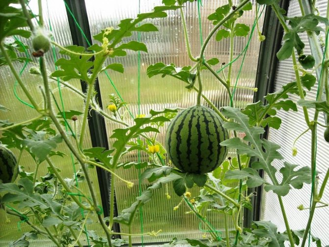 كيف ينمو البطيخ في دفيئة
