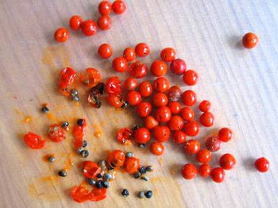 Cum să crească sparanghel din semințe