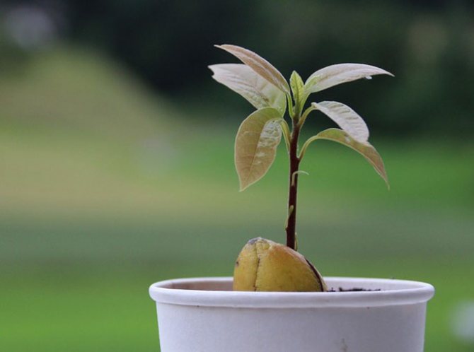 hur man odlar en avokado från ett frö hemma foto steg för steg
