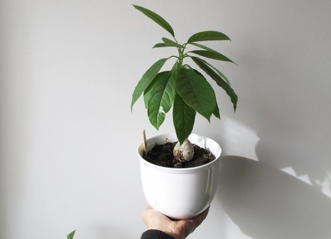 hur man odlar en avokado från ett frö hemma foto steg för steg