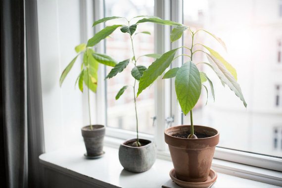 How to grow an avocado from a seed at home