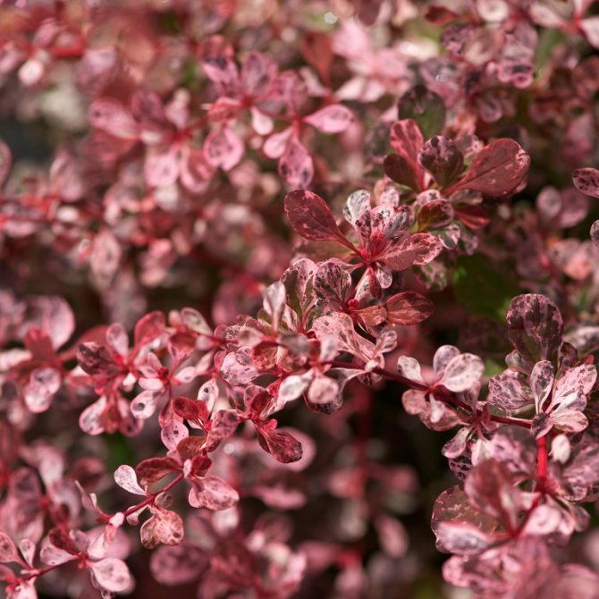 Cara menanam barberry tunberg di negara ini: 5 petua penjagaan