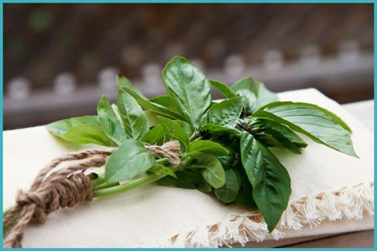 how to grow basil at home