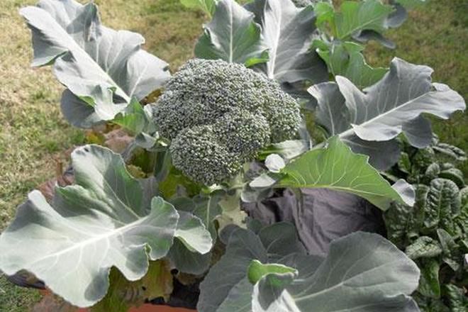 cara menanam brokoli di kebun