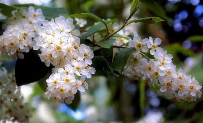 How to grow bird cherry in the country - planting and care rules