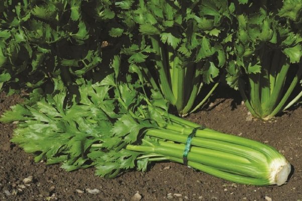 kung paano mapalago ang stalked celery