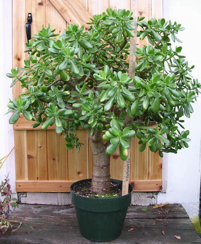 How to grow a money tree from a scion
