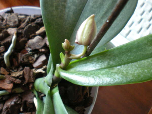 Как да отглеждаме бебе орхидея фаленопсис на дръжка