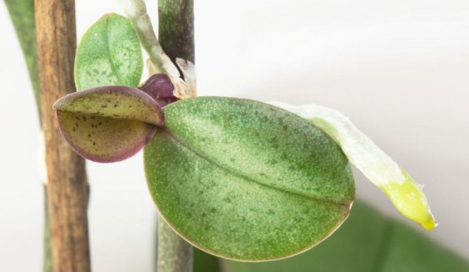 Cum să crești o orhidee phalaenopsis pentru bebeluși pe un peduncul