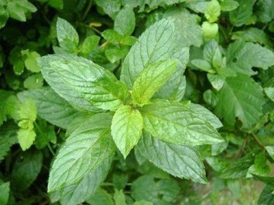How to grow mint at home in a pot on a windowsill