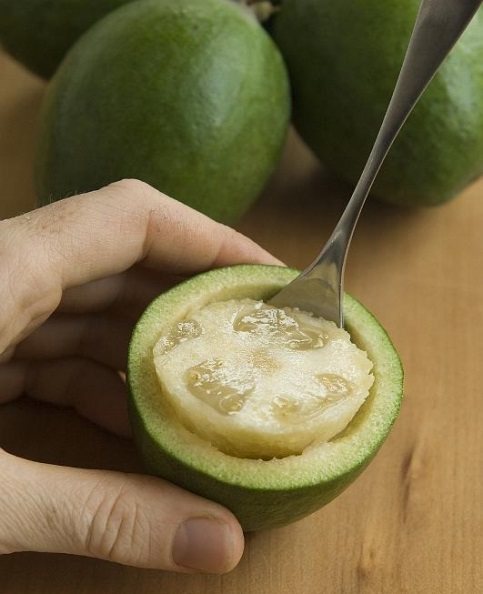 How to grow a feijoa from a seed