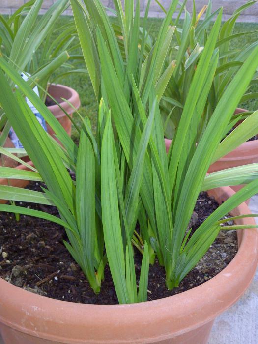 How to grow a gladiolus in a pot