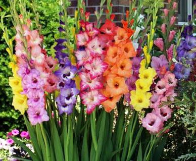 Paano palaguin ang gladiolus