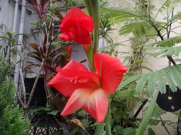 Paano palaguin ang gladiolus