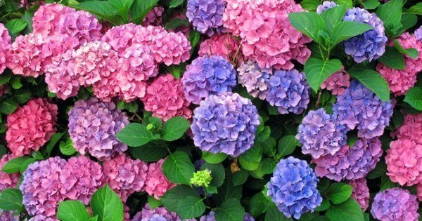 How to grow a hydrangea and whether it is necessary to cover it for the winter. How to make a blue hydrangea