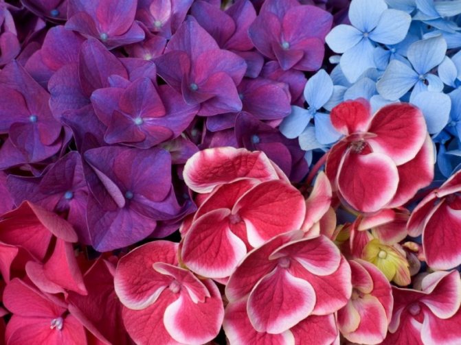 How to grow a hydrangea and whether it is necessary to cover it for the winter. How to make a blue hydrangea