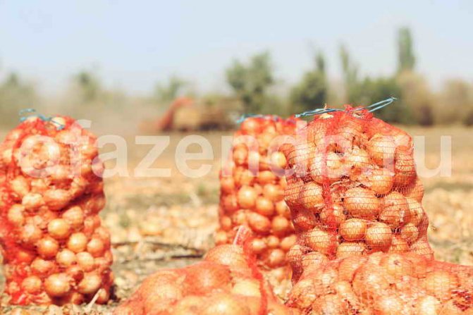 Jak pěstovat dobrou sklizeň cibule? 10 tajemství péče o cibuli