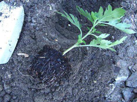 hur man odlar krysantemum från en bukett till en kruka