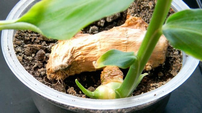 how to grow ginger at home on a windowsill