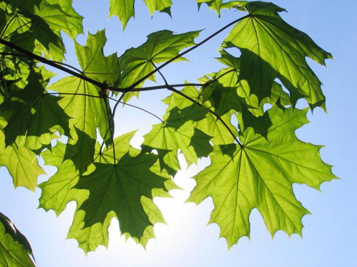 how to grow maple from seeds