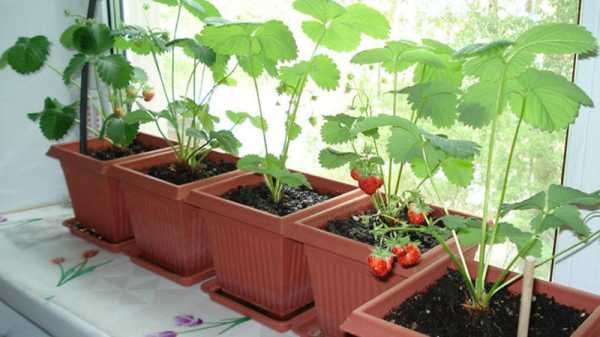 Cara menanam strawberi di balkoni