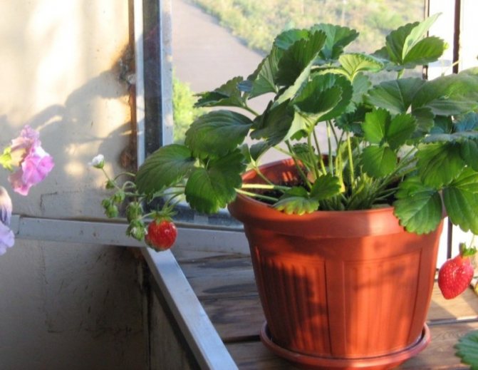 Hur man odlar jordgubbar på balkongen