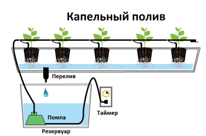 Cum se cultivă căpșuni pe balcon