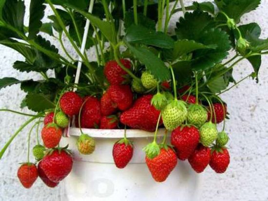 Hur man odlar jordgubbar på balkongen