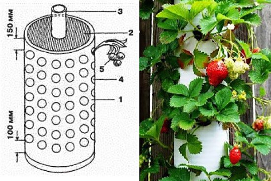Cara menanam strawberi di balkoni