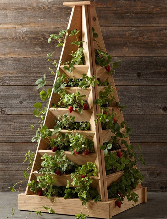 Как да отглеждаме ягоди на балкона