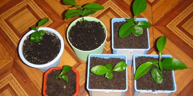 cara menanam pokok kopi di rumah
