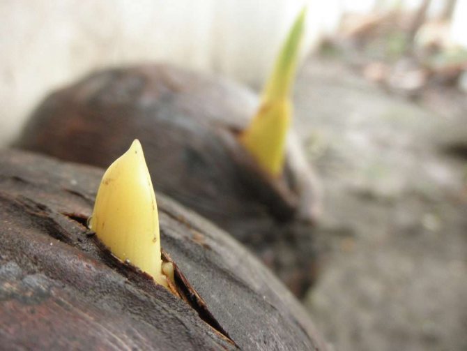 Cara menanam pokok kelapa di rumah - arahan langkah demi langkah dengan foto
