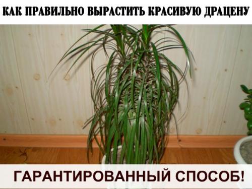 How to grow a beautiful dracaena.