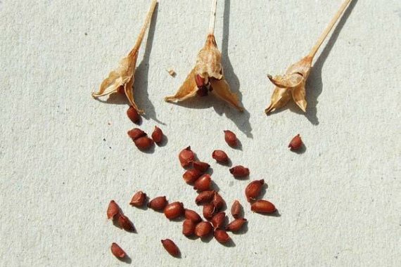 Jak pěstovat krokusy ze semen