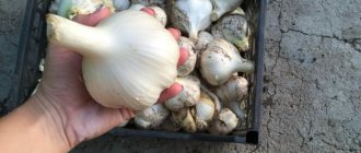How to grow large garlic