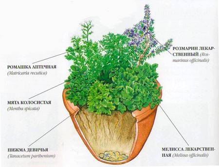 كيف تنمو النباتات الطبية في المنزل