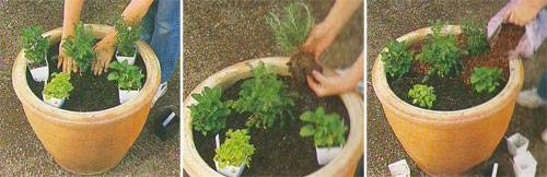 How to grow medicinal plants at home