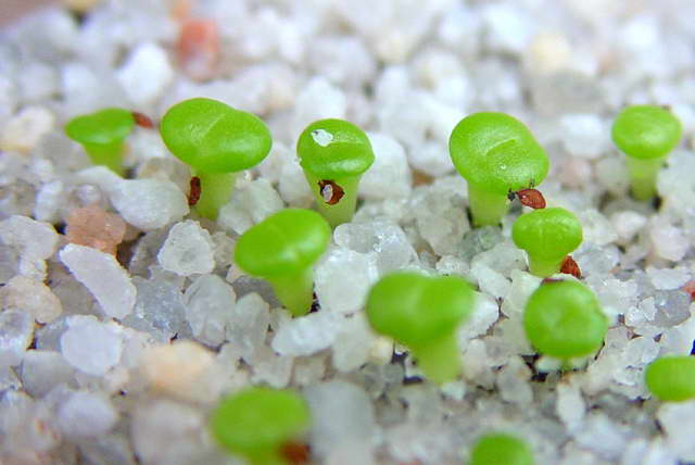 כיצד לגדל ליטופס מזרעים גידול ליתופים מזרעים צילום שתילים