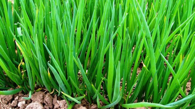 How to grow a batun onion: planting and care in the open field before winter